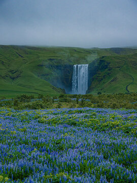 Summer view of the Skogafass in Iceland, with Lupines in front.