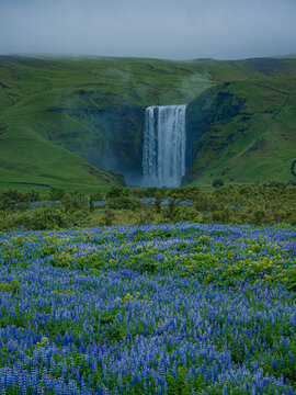 Summer view of the Skogafass in Iceland, with Lupines in front.