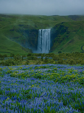 Summer view of the Skogafass in Iceland, with Lupines in front.