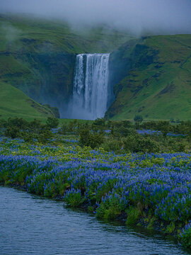 Summer view of the Skogafass in Iceland, with Lupines in front.