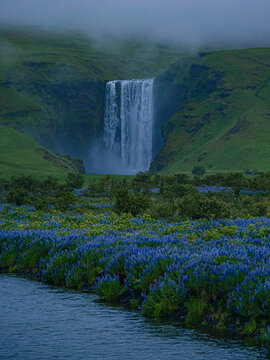 Summer view of the Skogafass in Iceland, with Lupines in front.