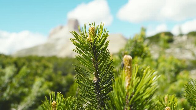 Close up of a green mountain pine branch with fresh new shoots in sharp focus and a blurred rocky Dolomite peak and blue sky in the background in the Dolomites Italy