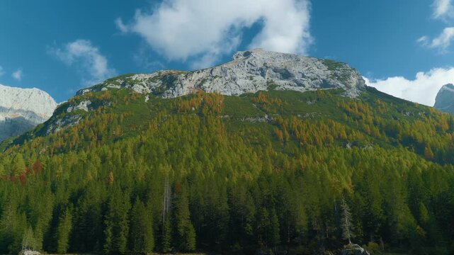 Mountain peak alpine forest autumn colors under a blue sky with white clouds, handheld static shot. Majestic rocky summit towering over coniferous trees in the European Alps during a sunny day.