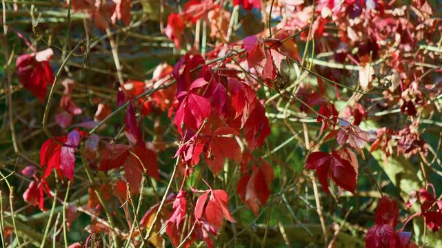 Red ivy leaves autumn foliage vines growing wildly in a dense forest. Handheld pan shot from left to right showing bright red seasonal changing colors on a sunny day.