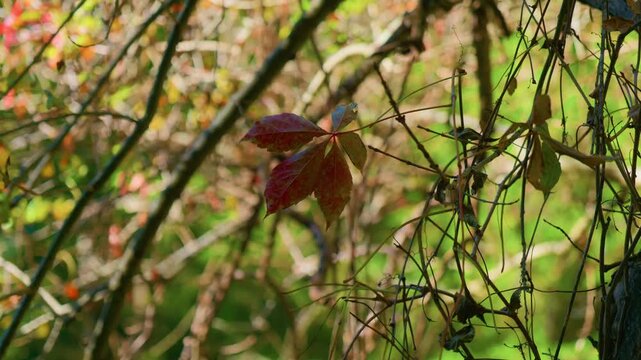 Red leaf autumn branch foliage hanging on wild vines in the forest. Handheld left to right pan shot of a single vivid red ivy leaf during fall season with soft blurred background.