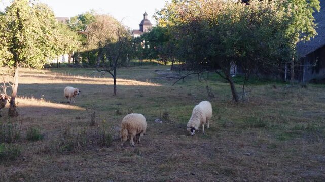 Small flock of sheep grazing in a rural landscape near Cacica, Romania, with trees and open countryside in the background.