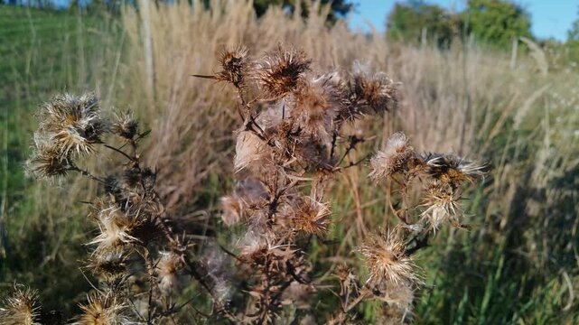 Close view of dry wild vegetation and seed heads growing in the countryside around Cacica, Romania.