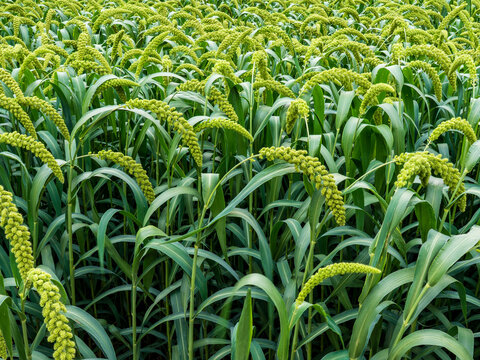 Green foxtail millet crops in farmland