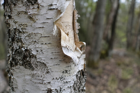 Papery birch bark peeling from a living tree trunk