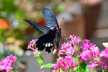 Female Great Mormon (Papilio memnon). A large swallowtail butterfly found in Asia. While the males are black, the females feature elongated white spots on their hindwings. © tamu