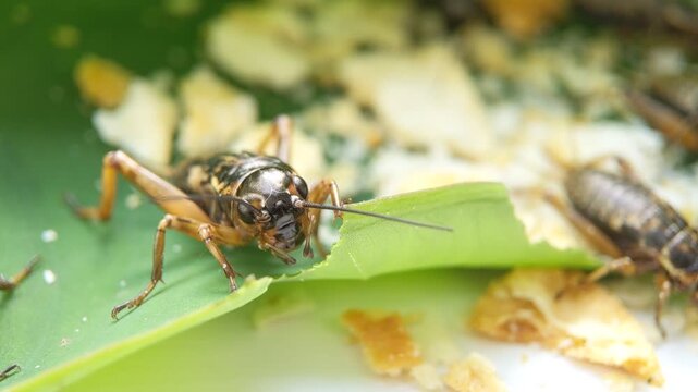 Extreme macro of brown house cricket insect crawling across a fresh green leaves, showcasing detailed antennae, compound eyes and textured exoskeleton eating green taro leaves