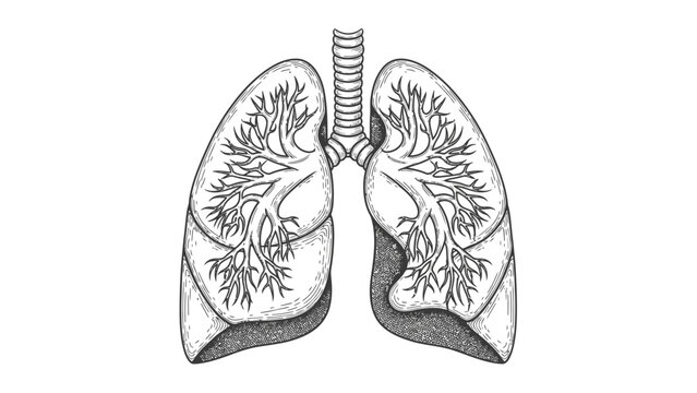 Human Lungs Anatomy Illustration Sketch