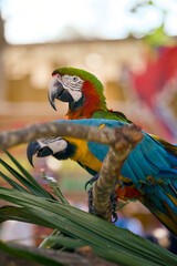 Colorful macaws perched together on a branch © Moiseii Production