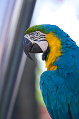 Close-up profile of a blue and yellow macaw © Moiseii Production