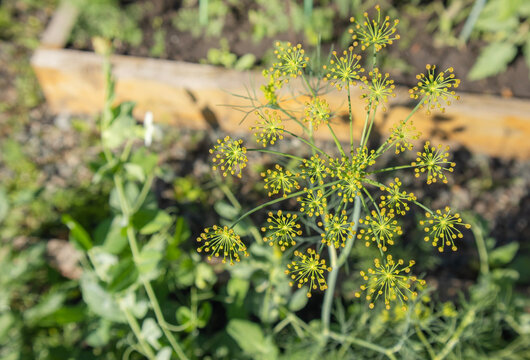 A top-down view of ripening dill flower clusters