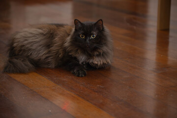 Fluffy cat relaxing © Khairi