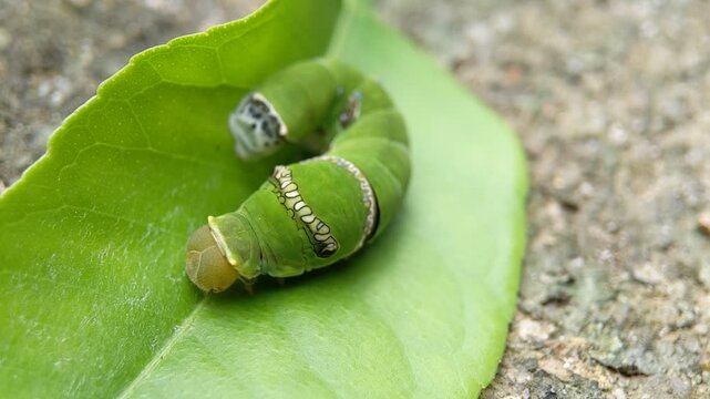 Macro of common mormon larva insect on green lime leaves