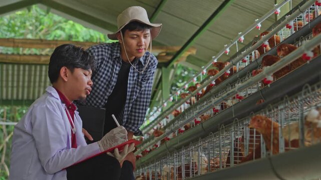 Young farmer leaning down to converse with seated agricultural specialist during flock inspection