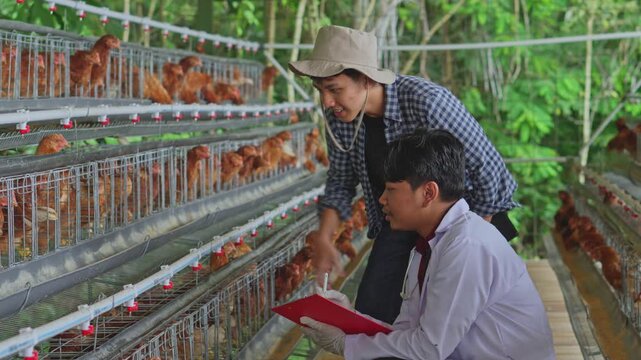 Young farm worker pointing to layer hens while consulting with seated vet holding red clipboard