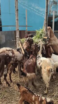 Hungry domestic goats eating green fodder from a bamboo rack on a rural farm