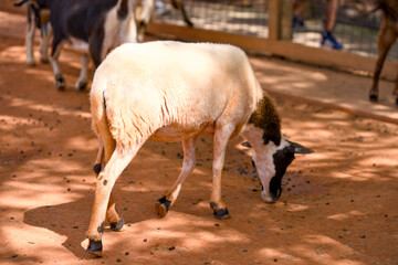 Black and white sheep grazing in a sunlit animal enclosure © Moiseii Production