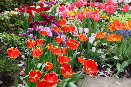 Garden with profuse exotic and multicolored tulips