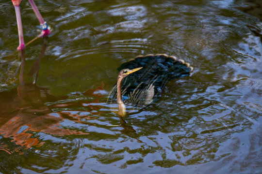 Anhinga swimming through rippling pond water