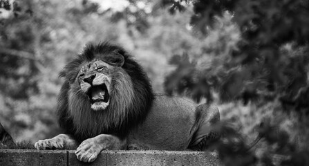Male Lion Roaring while laying down in BW © Tiffany N. Hardy