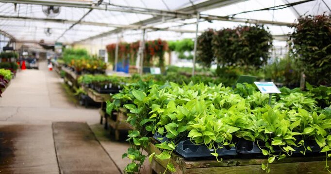 Lush Green Pothos and Variegated Tropical Houseplants Displayed for Sale on Wooden Tables Inside a Commercial Greenhouse Nursery