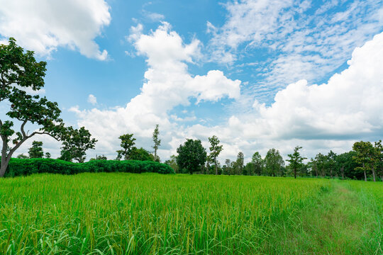 Green rice paddy field beside a cassava plantation, with grain panicles, scattered trees and a grassy path beneath a blue sky with white clouds, an organic rice farm in a rural agricultural landscape.