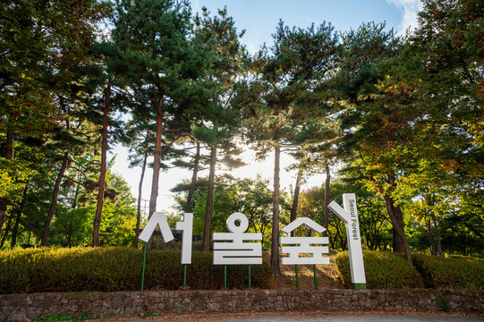 키 큰 나무들과 역광 햇살이 어우러진 서울 성수동 서울숲 공원 입구 표지판