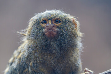 The western pygmy marmoset (Cebuella pygmaea) is a marmoset species, a very small New World monkey found in the northwestern Amazon rainforest in Brazil, Colombia, Ecuador, and Peru.  © Danny Ye