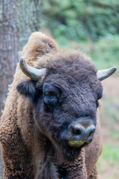 A European bison stands alone. 
It is one of two extant species of bison.
European bison were hunted to extinction in the wild in the early 20th century.