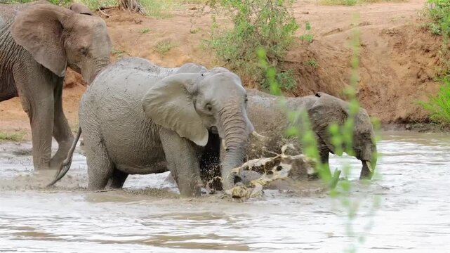Young elephants playing and wallowing in muddy water along riverbank elephant