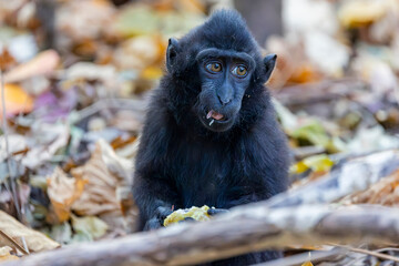 A Celebes crested macaque (Macaca nigra) rests in the rainforest of Tangkoko National Park, North Sulawesi, Indonesia. © Danny Ye