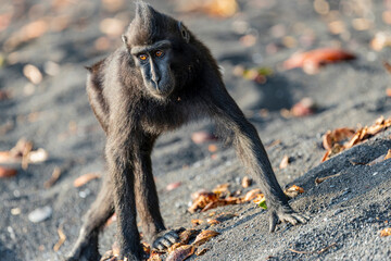 A Celebes crested macaque (Macaca nigra) rests in the rainforest of Tangkoko National Park, North Sulawesi, Indonesia. © Danny Ye