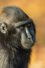 A Celebes crested macaque (Macaca nigra) rests in the rainforest of Tangkoko National Park, North Sulawesi, Indonesia. © Danny Ye