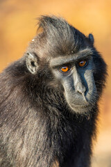A Celebes crested macaque (Macaca nigra) rests in the rainforest of Tangkoko National Park, North Sulawesi, Indonesia. © Danny Ye