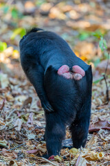 A Celebes crested macaque (Macaca nigra) rests in the rainforest of Tangkoko National Park, North Sulawesi, Indonesia. © Danny Ye