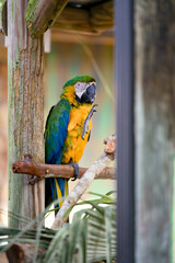 Blue and yellow macaw perched on a branch in an aviary © Moiseii Production