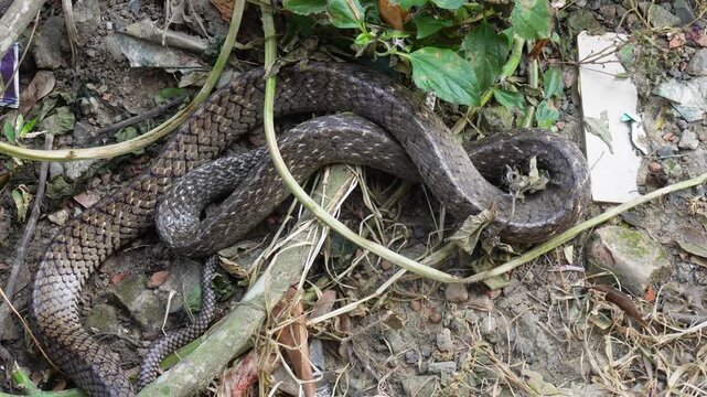 Oriental rat snake hunting and swallowing prey in the wild