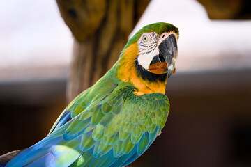 Blue-throated macaw nibbling a leaf in close-up © Moiseii Production