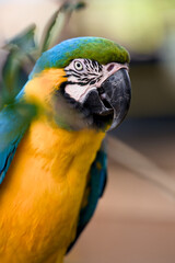 Blue and yellow macaw in detailed side profile © Moiseii Production