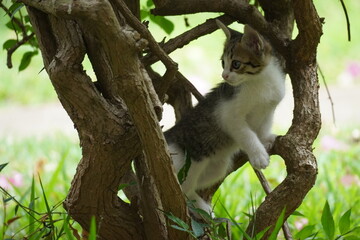 Fototapeta premium cat on tree