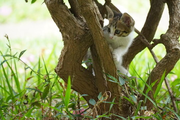 Fototapeta premium cat on tree