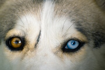 Dog face with heterochromia showing blue and brown eyes © CN Pixels