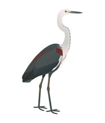 Fototapeta premium Isolated vector illustration of Pacific Heron or White-necked Heron (Ardea pacifica) from the Ardeidae family. Long-legged, long-necked, freshwater, coastal birds.