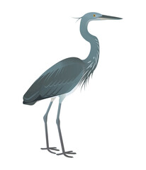Fototapeta premium Isolated vector illustration of White-bellied Heron (Ardea insignis), a bird species in the Ardeidae family (including herons, egrets, and bitterns). Long-legged, long-necked, freshwater, coastal bird