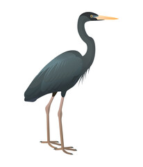 Fototapeta premium Isolated vector illustration of Humblot’s Heron (Ardea humbloti), a species in the Ardeidae family (including herons, egrets, and bitterns). Long-legged, long-necked, freshwater, coastal birds.