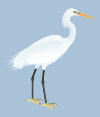 Fototapeta premium Isolated vector illustration of Chinese Egret (Egretta eulophotes), a species in the Ardeidae family (including herons, egrets, and bitterns). Long-legged, long-necked, freshwater, coastal birds.